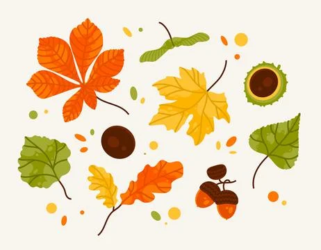 Hand drawn big vector set of different autumn leaves, acorn and chestnut. Stock Illustration