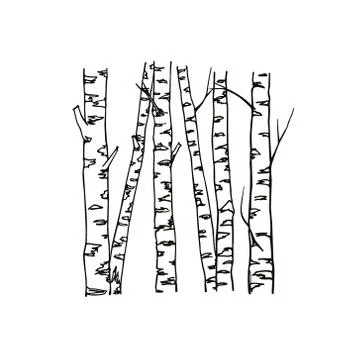 Hand drawn birch tree trunks Stock Illustration