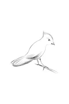 Hand Drawn Bird on Branch. 스톡 일러스트