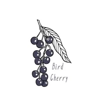 Hand drawn bird cherry twig Stock Illustration