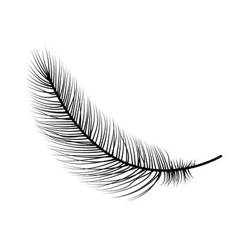 Hand drawn bird feather. Vector illustration.	 Stock Illustration