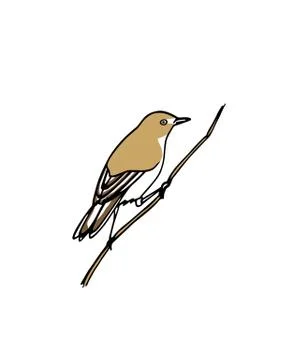 Hand drawn bird Stock Illustration
