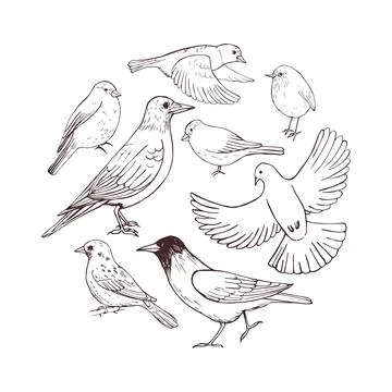 Hand drawn birds . Vector sketch  illustration. Ilustración de archivo