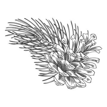 A hand-drawn black and white vintage illustration of a pine branch with a pine Stock Illustration