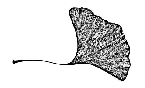 Hand-drawn black and white botanical engraving illustration of a ginkgo bilob Stock Illustration
