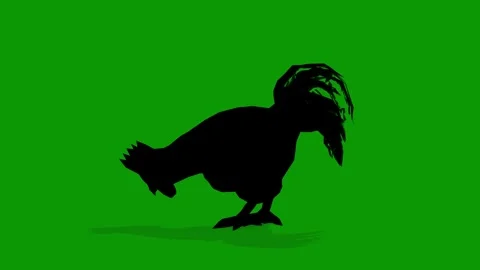 Hand Drawn Black Chicken Eating Scene Left On Green Screen Stock Footage 309613016