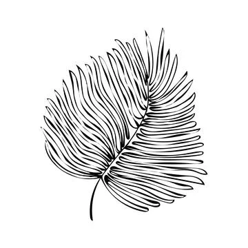 Hand-drawn black isolated feather like a leaf on white background Stock Illustration