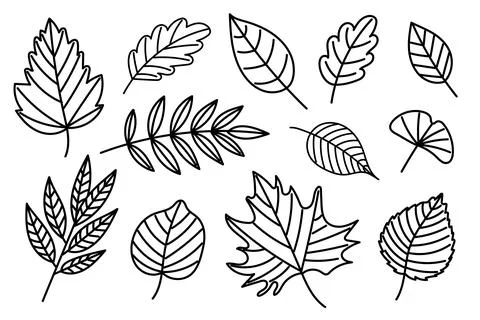 Hand Drawn Black Outline Set of Autumn Leaves Stock Illustration
