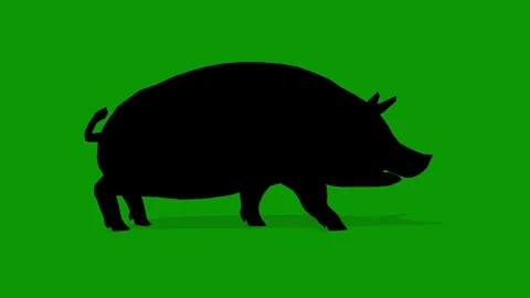 Hand Drawn Black Pig Walking Right View on Green Screen-Loop Video Stock Footage 309436622