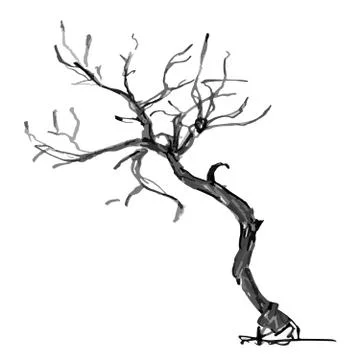 Hand drawn black tree isolated on white background. Branches of small plant on Stock Illustration