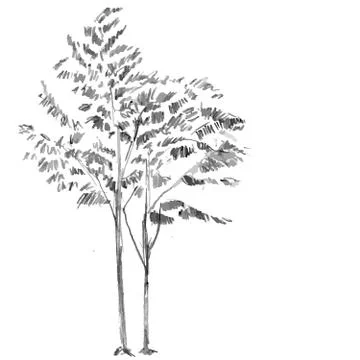 Hand drawn black tree isolated on white background. Branches of small plant on Stock Illustration
