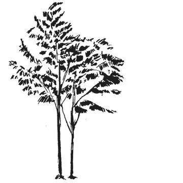 Hand drawn black tree isolated on white background. Branches of small plant on Stock Illustration