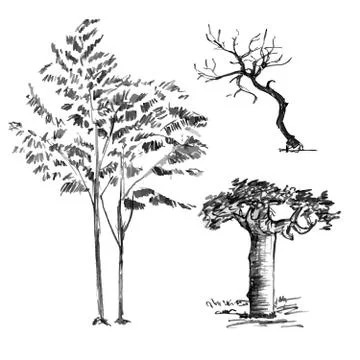 Hand drawn black tree isolated on white background. Branches of small plant on Stock Illustration