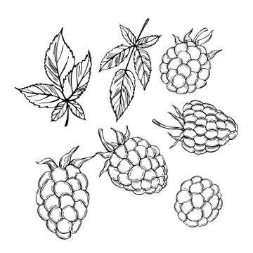 Hand drawn  blackberry. Vector sketch illustration Illustrazione stock