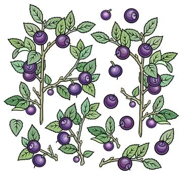 Hand drawn blueberries. Set of objects イラスト素材