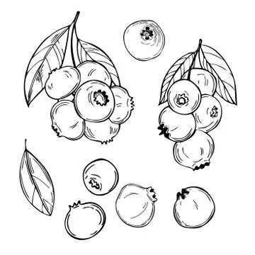 Hand drawn blueberry. Vector sketch illustration Illustrazione stock