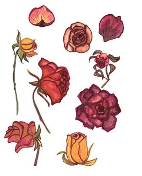 Hand drawn Boho dried roses,dry plants,autumn bouquet,isolated on white Stock Illustration