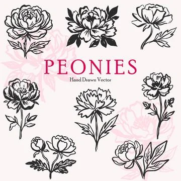 Hand drawn bold ink peonies set イラスト素材