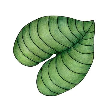 Hand drawn botanic illustration with simple leaf, tropical design element Stock Illustration