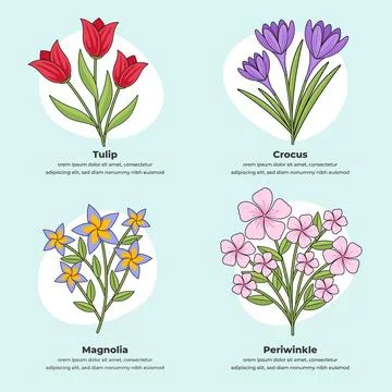 Hand drawn botanical flower chart Stock Illustration