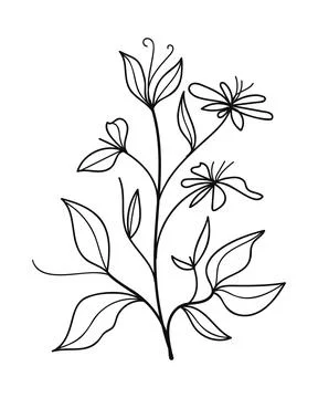 Hand drawn botanical line branch.Vector illustration. Stock Illustration