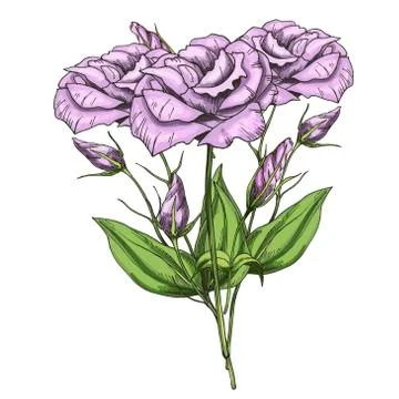 Hand drawn bouquet of eustoma flowers isolated on white background. Botanical Stock Illustration