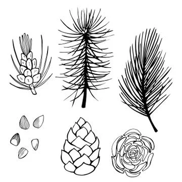 Hand drawn branch and pine cone on white background. Stock Illustration