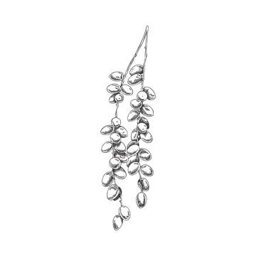Hand drawn branch of fresh dates, sketch vector illustration isolated on white Stock Illustration