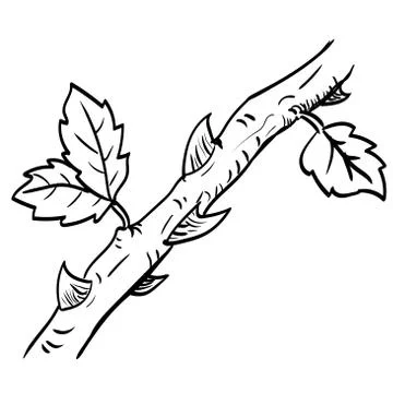 Hand drawn a branch with leaf and thorn-Vector Illustration Stock Illustration