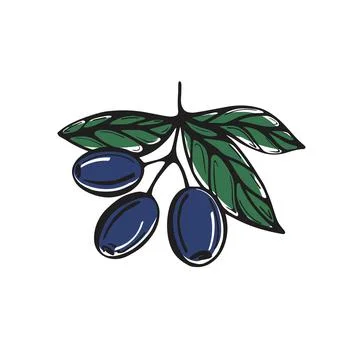 A hand-drawn branch with olives. Vector Stock Illustration