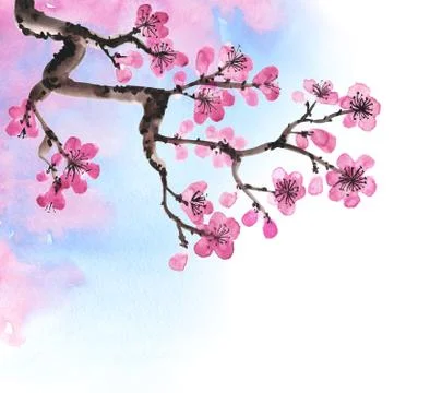 Hand-drawn branch of sakura Stock Illustration