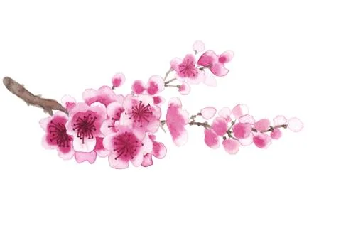 Hand-drawn branch of sakura Stock Illustration