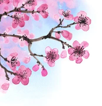 Hand-drawn branch of sakura Stock Illustration