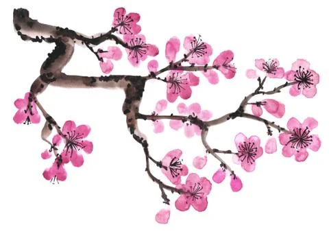 Hand-drawn branch of sakura Stock Illustration