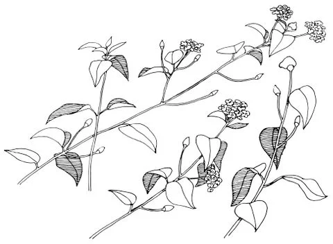 Hand drawn branches with flowers. Vector. Ilustración de archivo