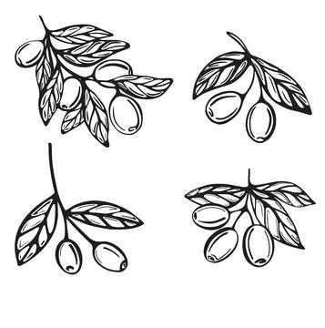 Hand-drawn branches with olives . Vector Stock Illustration
