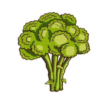 Hand drawn broccoli color vector illustration Illustrazione stock