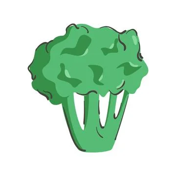 Hand drawn broccoli isolated on a white background. Vector illustration. Co.. Stock Illustration