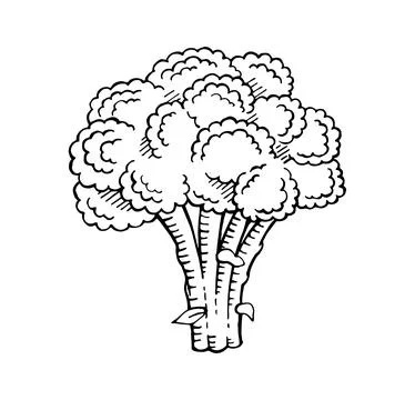Hand drawn broccoli vector illustration Stock Illustration