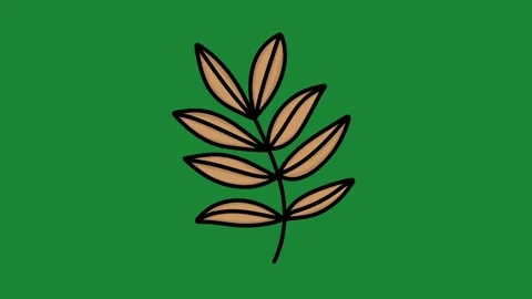Hand-Drawn Brown Branch Leaf 2D Animation on Green Screen | Organic Plant 動画素材 334608873