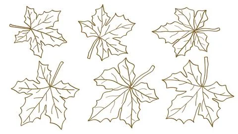 Hand drawn brown maple leaves line art collection.Vector illustration Stock Illustration