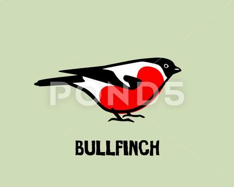 Hand drawn bullfinch Stock Illustration