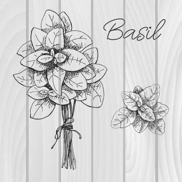 Hand drawn bunch of basil. Fresh basil. Vector illustration of a sketch style Stock Illustration