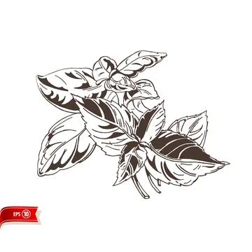 Hand drawn bunch of crisp basil leaves isolated on white background. Vector Stock-Illustration