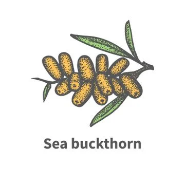 Hand-drawn bunch of ripened juicy sea buckthorn Stock Illustration