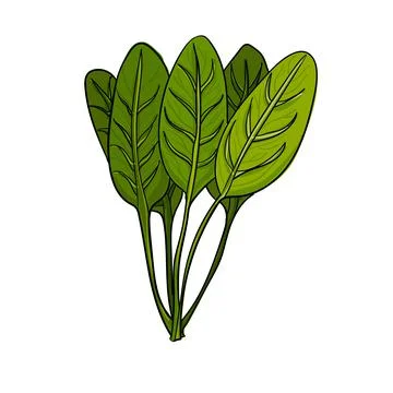Hand drawn bunch of spinach on a white background. Stock Illustration