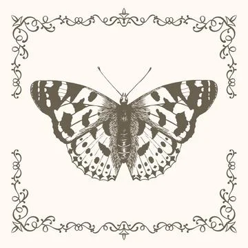 Hand drawn butterfly in a beautiful frame Stock Illustration