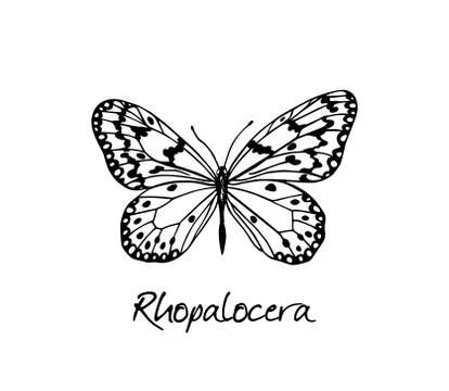 Hand drawn butterfly Stock Illustration