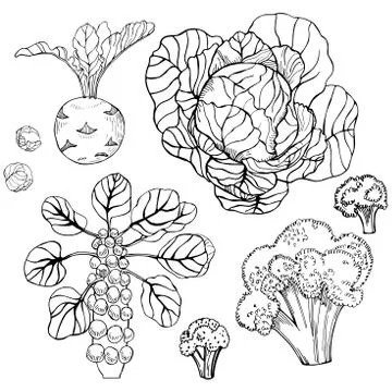 Hand drawn cabbage on white background.   Vector sketch  illustration. Ilustración de archivo