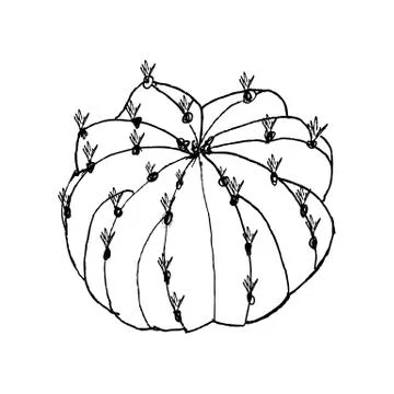 Hand drawn cactus Echinopsis, liner vector illustration Stock-Illustration
